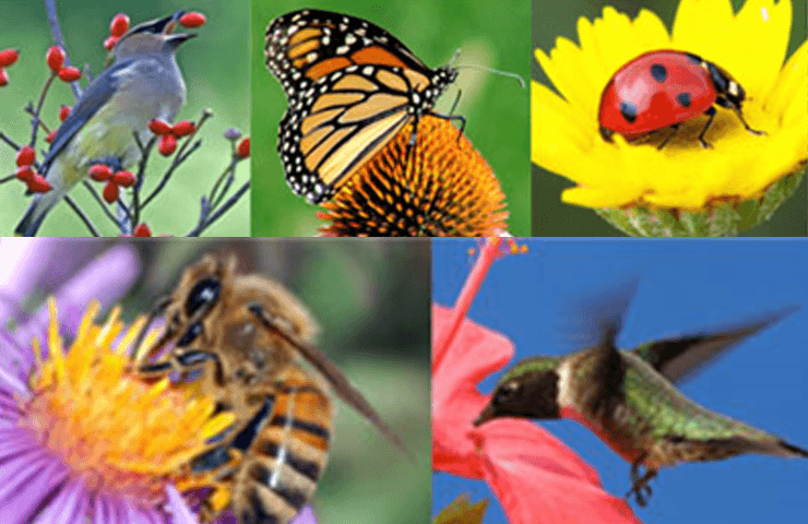 Attracting Birds, Butterflies, and Other Beneficials